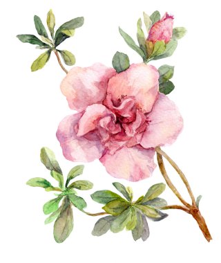 Pembe çiçek - su rengi el boyası çizimi