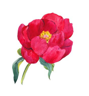 Kırmızı şakayık çiçeği. Suluboya elle çizim