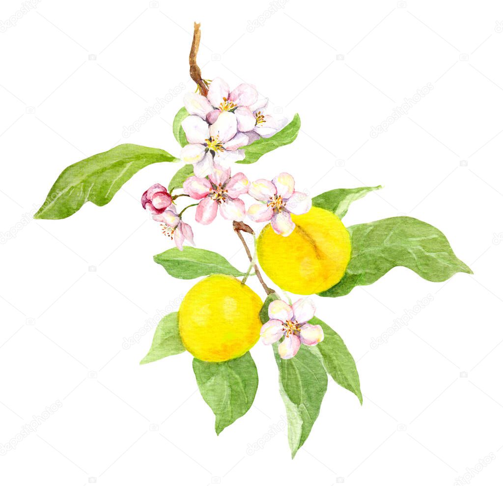 Yellow cherry plum branch - fruits, flowers. Watercolor picture