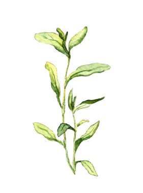 Çayır otları, yabani otlar. Suluboya çizimi