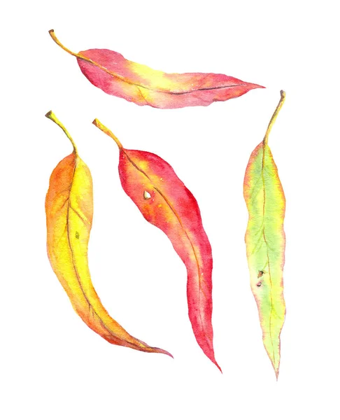Feuilles jaunes et rouges d'automne. Ensemble aquarelle — Photo