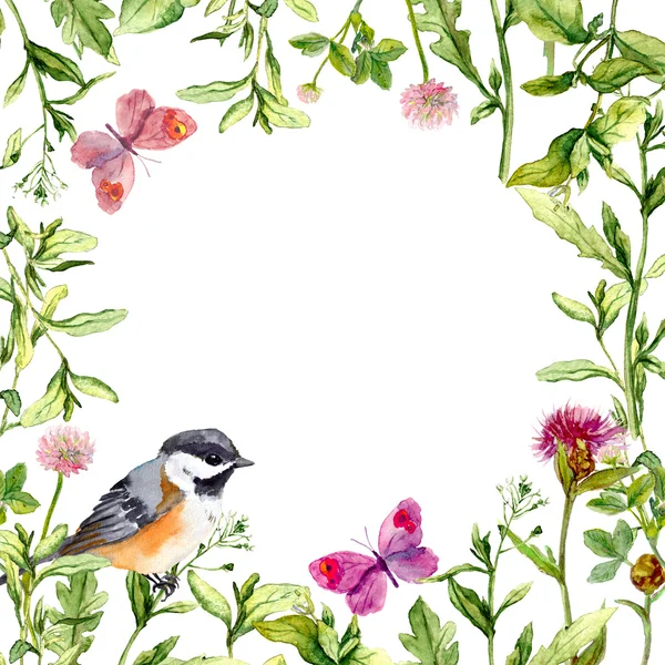 Yaz otlar, çayır çiçek, kuş ve kelebekler ile sınır çerçeve. Suluboya — Stok fotoğraf