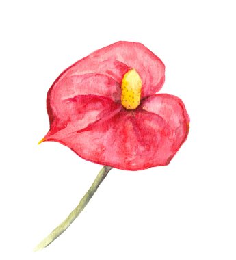 Tropikal çiçek - Anthurium veya kırmızı cala. Suluboya