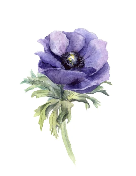 Květ sasanky. Akvarel botanická ilustrace — Stock fotografie