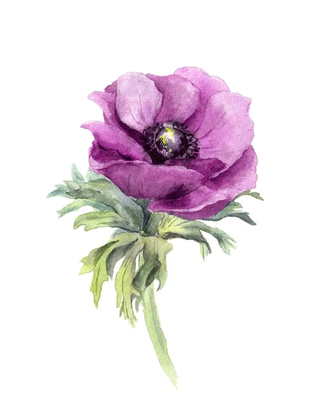 Anemone flower. Watercolor botanical illustration — Stock Photo, Image