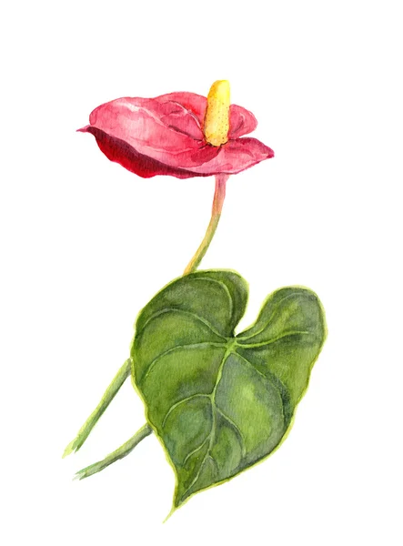 Egzotyczny kwiat - Anthurium. Akwarela — Zdjęcie stockowe