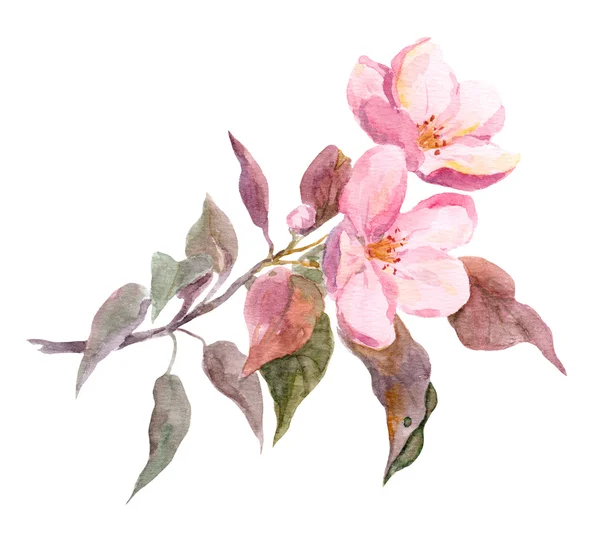 粉红色的苹果花。水彩手绘成图纸 — 图库照片