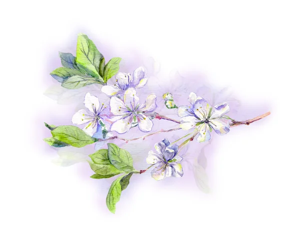Ανθισμένα λουλούδια-ιαπωνικά sakura σε λευκό Κερασιά, ακουαρέλα — Φωτογραφία Αρχείου