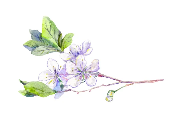 Цветущие белые цветы вишни, японская сакура, акварель — стоковое фото