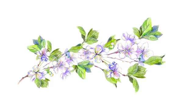 Bloeiende witte kersenboom bloemen, Japanse sakura, aquarel — Stockfoto