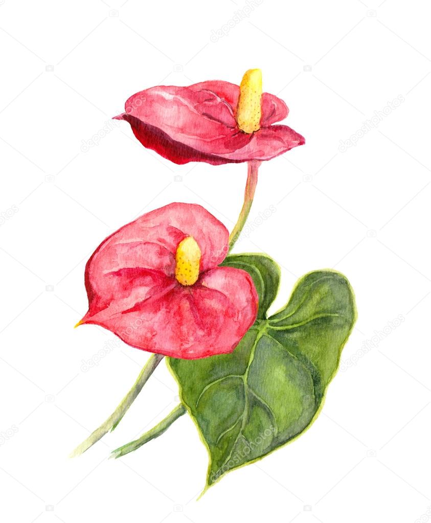 Exotic flower - tropical Anthurium. Watercolor
