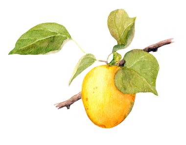 Kayısı meyve dalı, suluboya resim