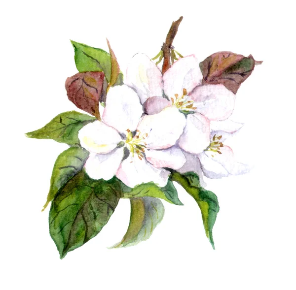 Apfelbaumblüten, Aquarell-Illustration — Stockfoto