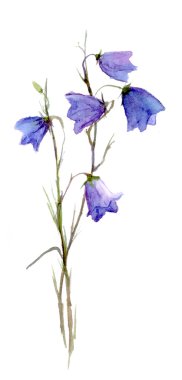 Bluebell çiçek
