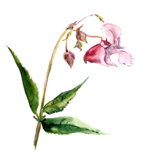 Rosa isolera balsam blomma i akvarell — Stockfoto