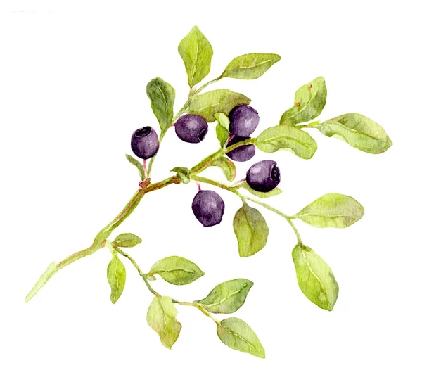 Blueberry tak met bladeren en bessen. Aquarel — Stockfoto