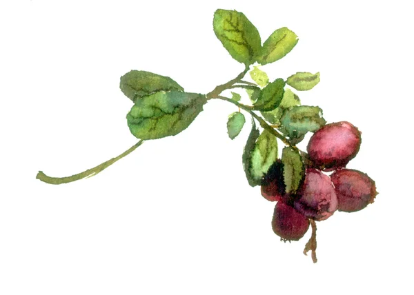 Красная ветка с листьями и ягодами. Акварель — стоковое фото