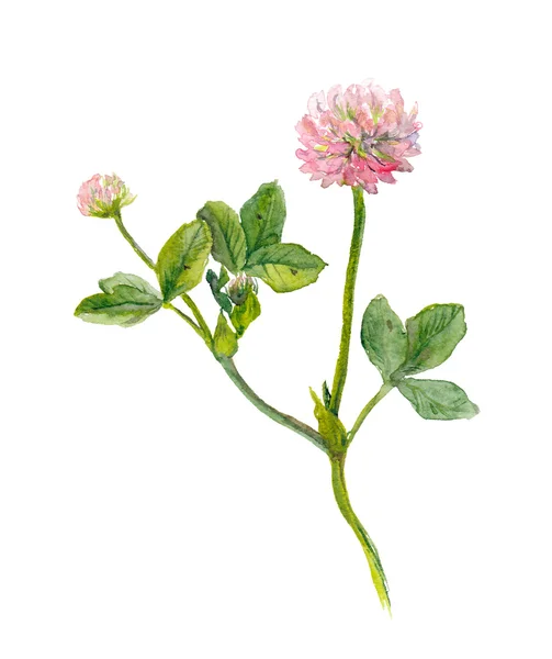 Een aquarel geschilderd roze klaver bloem, geïsoleerd — Stockfoto