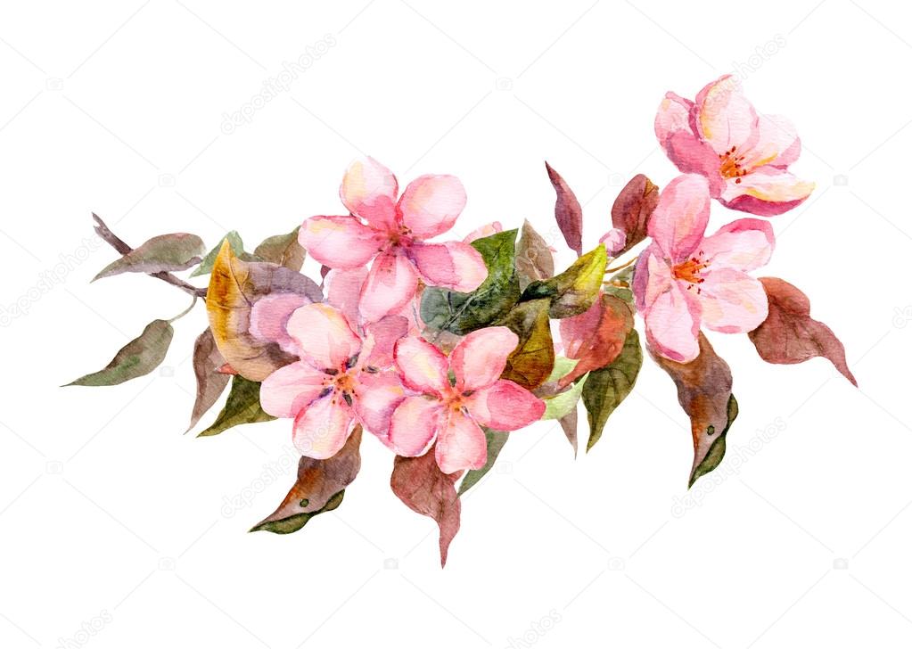 Blossom branch with pink flowers. Watercolor