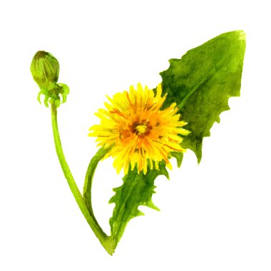 Suluboya karahindiba çiçek boyalı