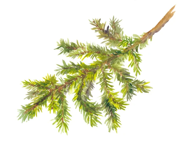 Akwarelą malowany pine oddział — Zdjęcie stockowe