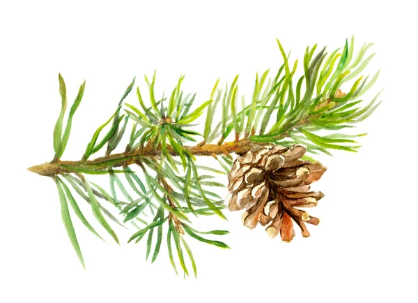 Koni ile çam ağacı dalı. Suluboya