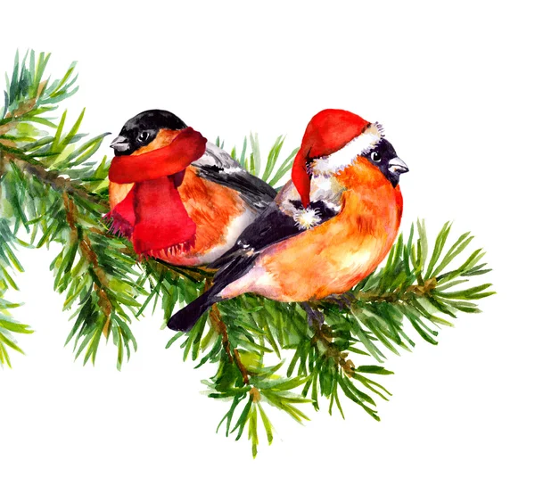 Zwei Gimpel Vögel im Winter rote Weihnachtsmütze und Schal auf Baum — Stockfoto