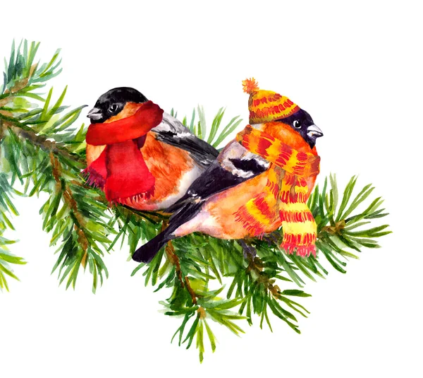 Two bullfinch in winter clothes, hat and scarf, on fir tree — Stock Photo, Image
