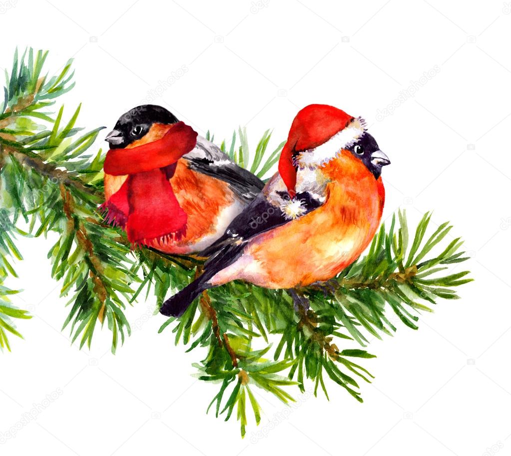 Two bullfinch birds in winter red santa hat and scarf on tree