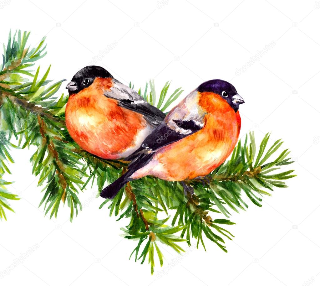 Two bullfinch birds on fir or pine tree branch. Watercolor