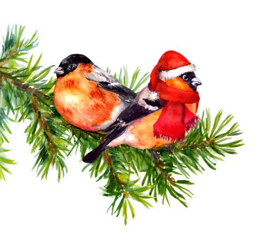 Two bullfinch birds in winter clothes on chrismast tree clipart
