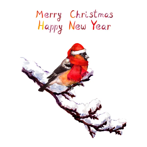 Vánoční přání - pták v červeném klobouku na pobočce se sněhem. Akvarel — Stock fotografie