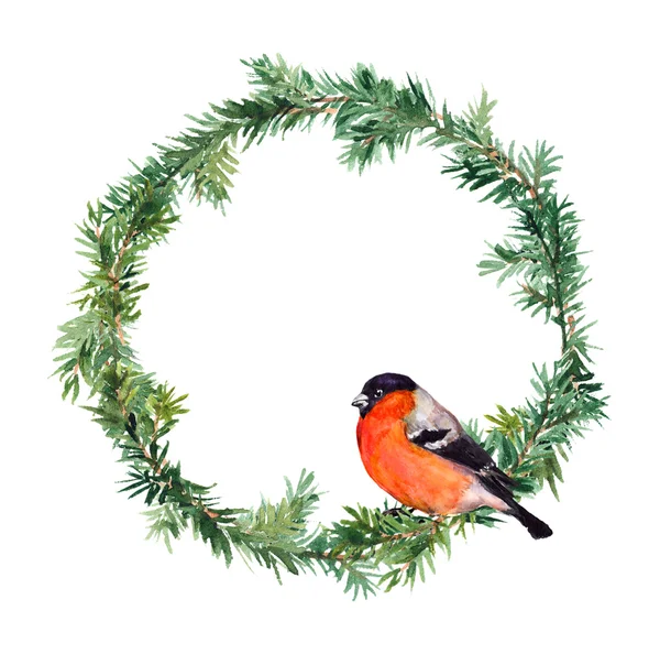 新的一年花圈-云杉和红腹灰雀的鸟。水彩 — 图库照片