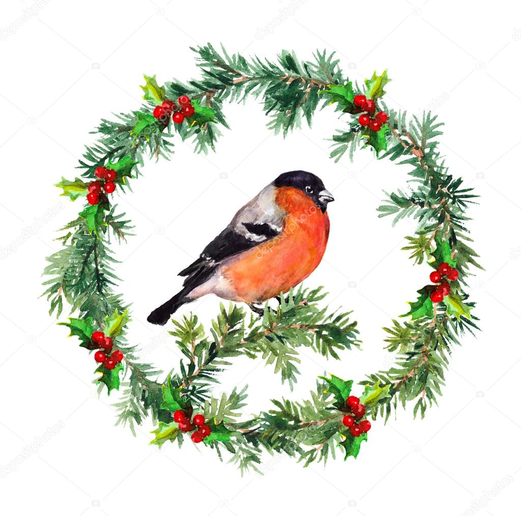 Spruce wreath fir, mistletoe and bullfinch. Watercolor ??? Stock Photo