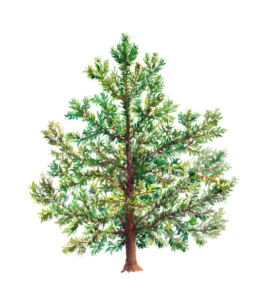 Christmas tree - pine, spruce tree. Watercolor — Stock Photo, Image