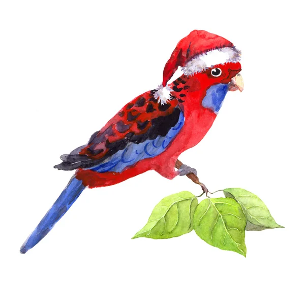 Egzotik karakter yeni yıl papağan kırmızı santas şapkalı. Suluboya — Stok fotoğraf