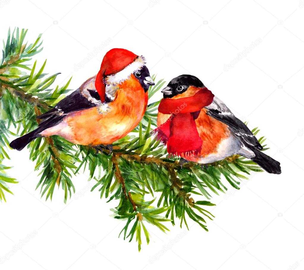 Two bullfinch birds in winter clothes on pine tree. Watercolor