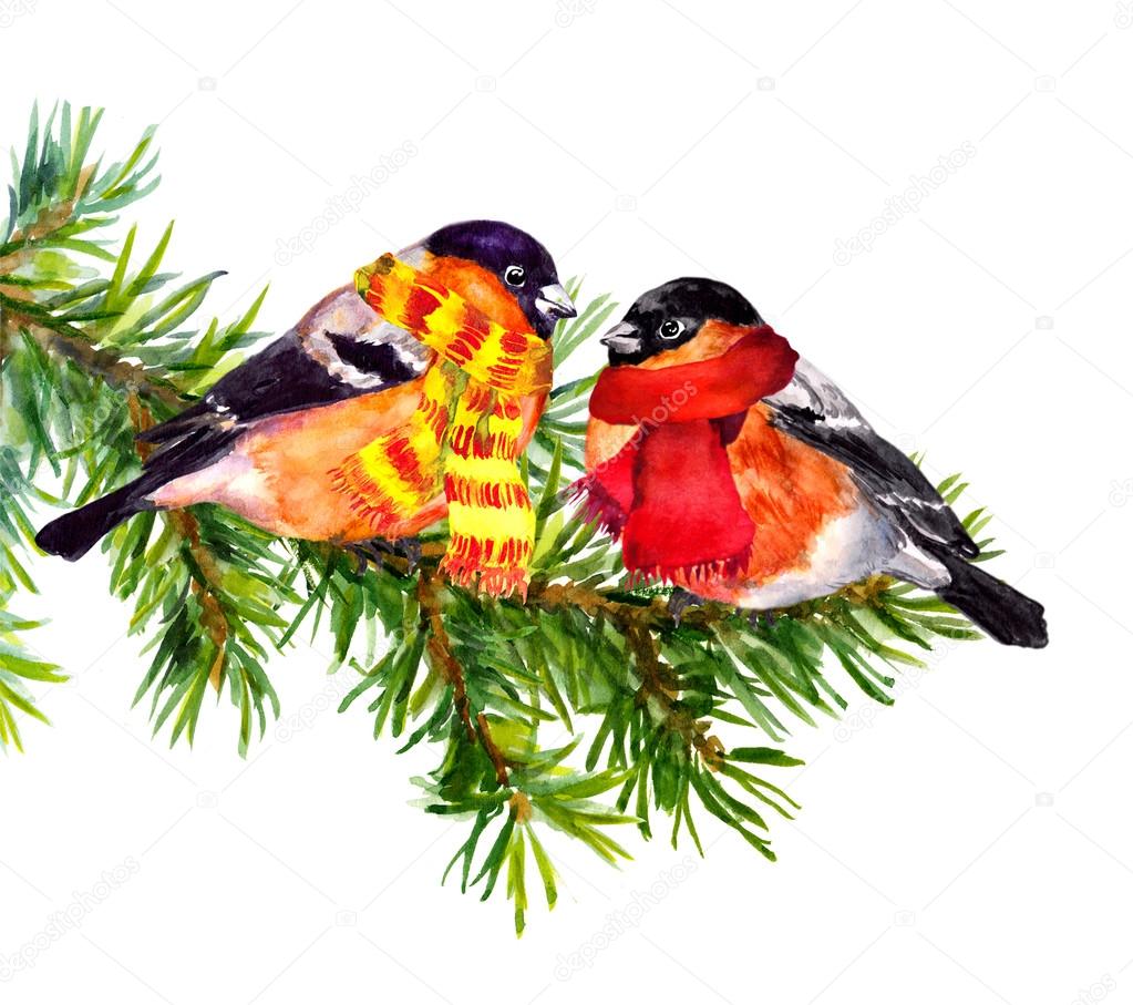 Birds in winter clothes - hat and scarf, on pine tree branch