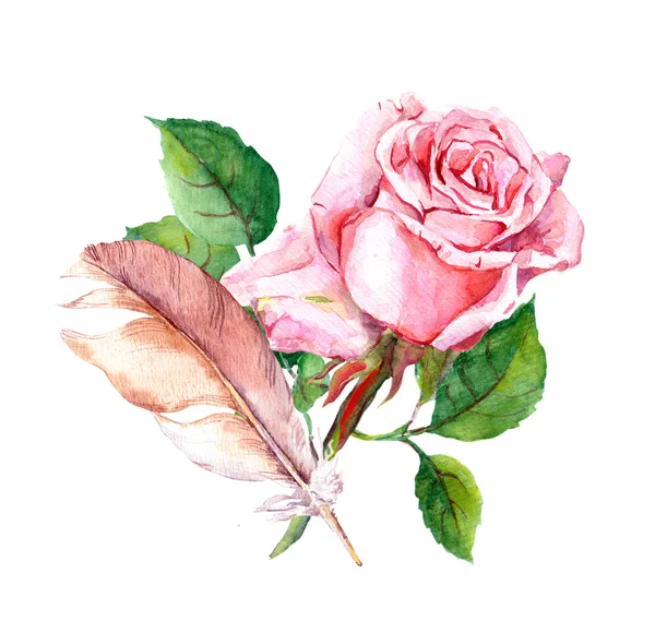 Różowa róża i piór. Akwarela — Zdjęcie stockowe