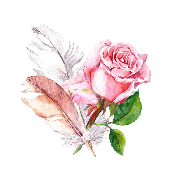 Rose und Federn. Aquarell — Stockfoto