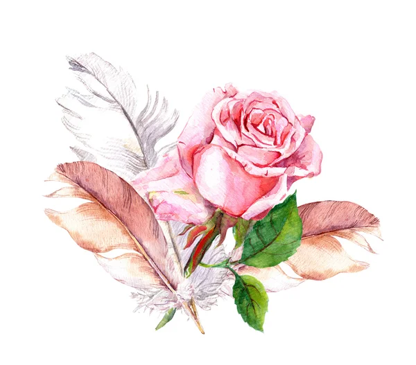 Rose und Federn. Aquarell — Stockfoto