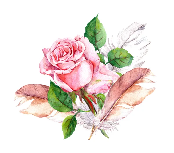Rose and feathers. Watercolor — Stock Photo, Image