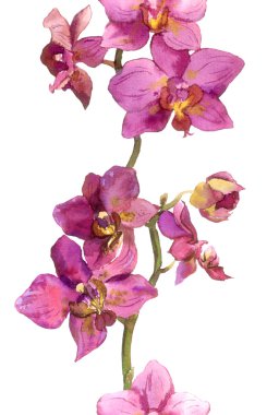 Floral strip border with exotic flowers orchids