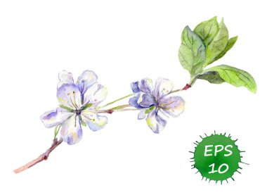 Bahar kiraz çiçek sakura çiçeği. Su renk
