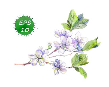Beyaz çiçek açan kiraz çiçekleri Japon sakura. Suluboya