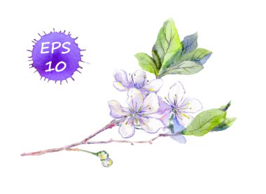 Kiraz çiçek sakura çiçek - çiçek. Bahar suluboya