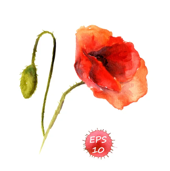 Watercolor poppy flower with bud — Stok Vektör