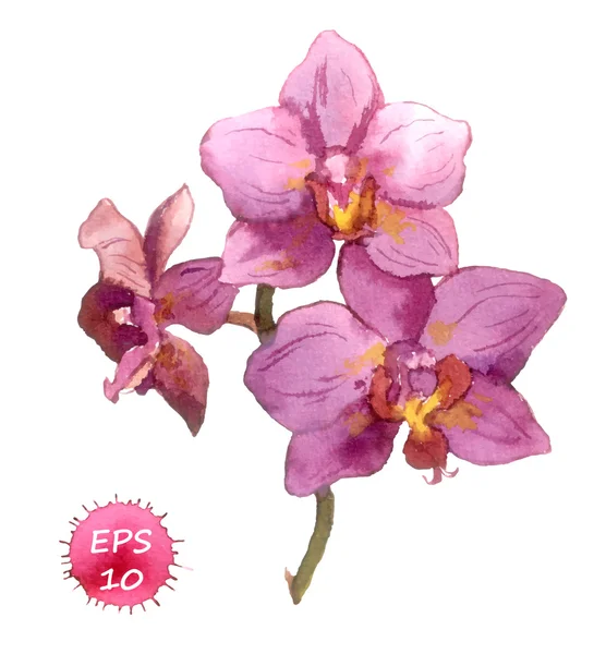 Watercolor painted orchid — Stockvector