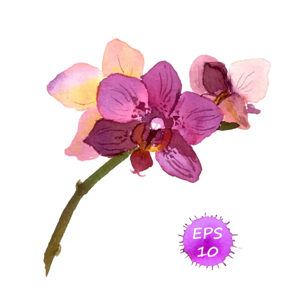 Watercolor painted orchid — Stock vektor