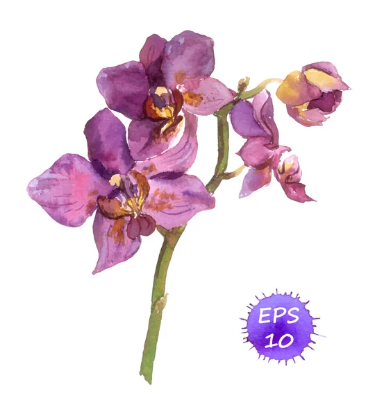 Watercolor painted orchid — ストックベクタ